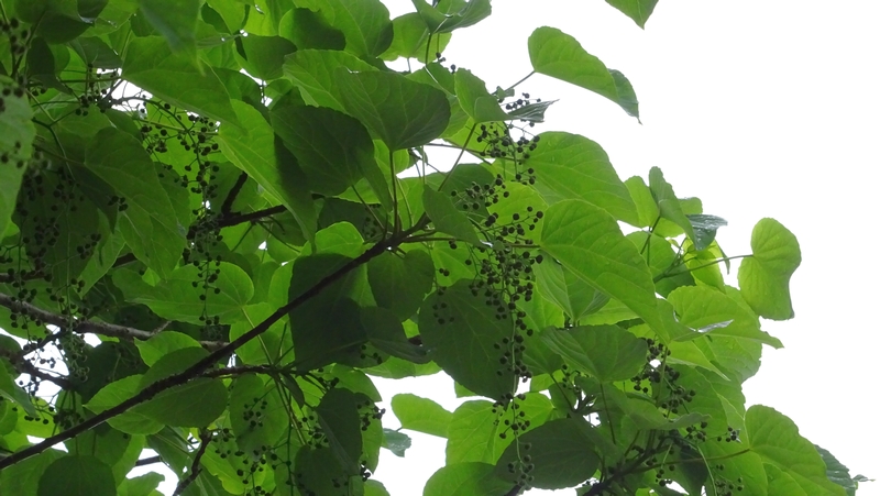 イイギリの蕾 川崎市幸区さいわいふるさと公園