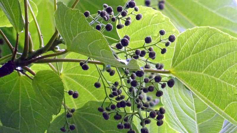 イイギリの蕾 川崎市幸区さいわいふるさと公園