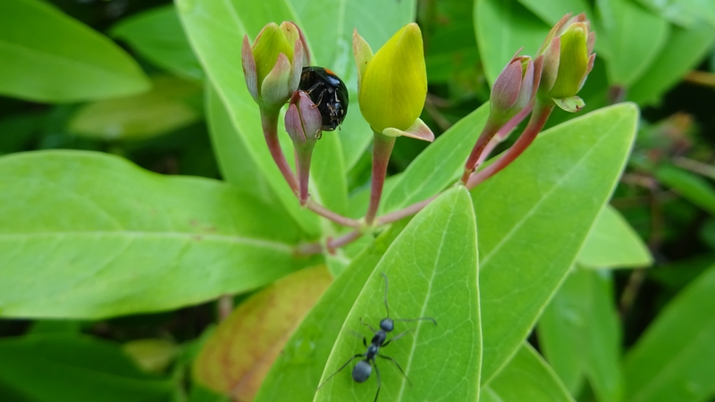 ビヨウヤナギのナミテントウとクロオオアリ 川崎市幸区