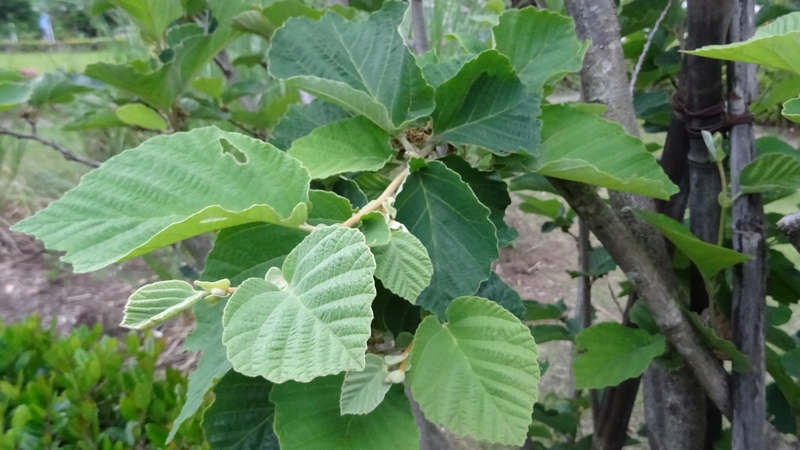 シナマンサク 川崎市幸区創造のもり