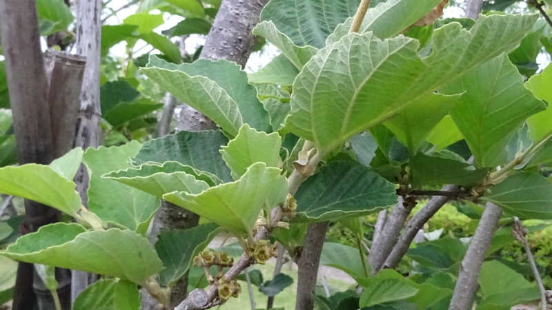 シナマンサク 川崎市幸区創造のもり