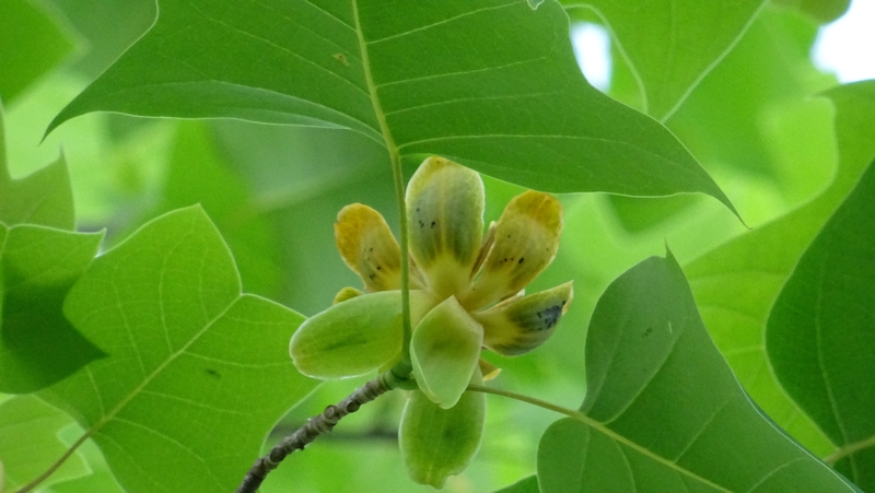ユリノキの花 川崎市幸区創造のもり