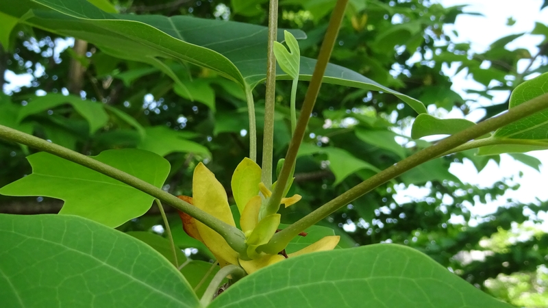 ユリノキの若葉 川崎市幸区創造のもり