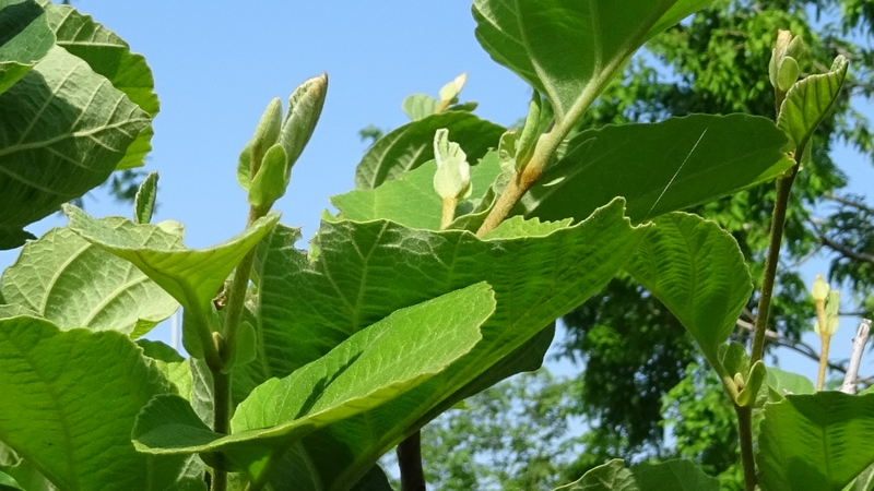 シナマンサクの葉 川崎市幸区創造のもり