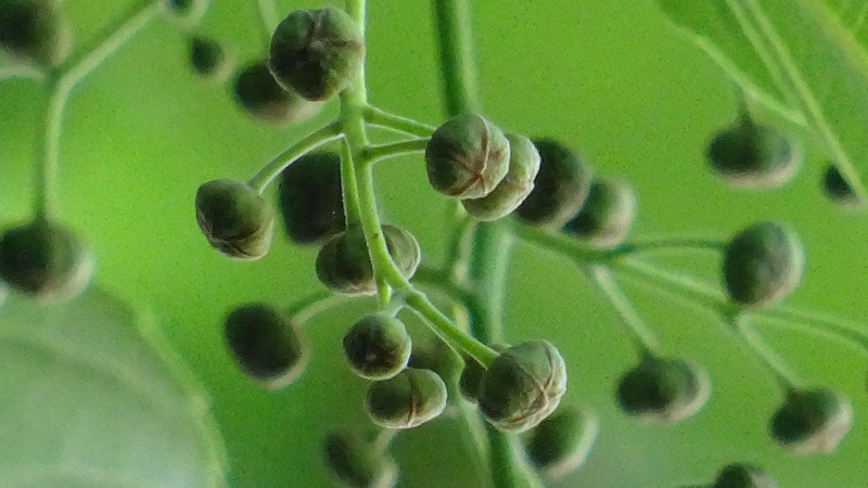 イイギリの蕾 川崎市幸区さいわいふるさと公園