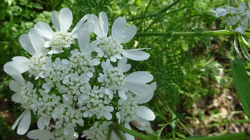 ハナカザリゼリの花 川崎市幸区さいわいふるさと公園