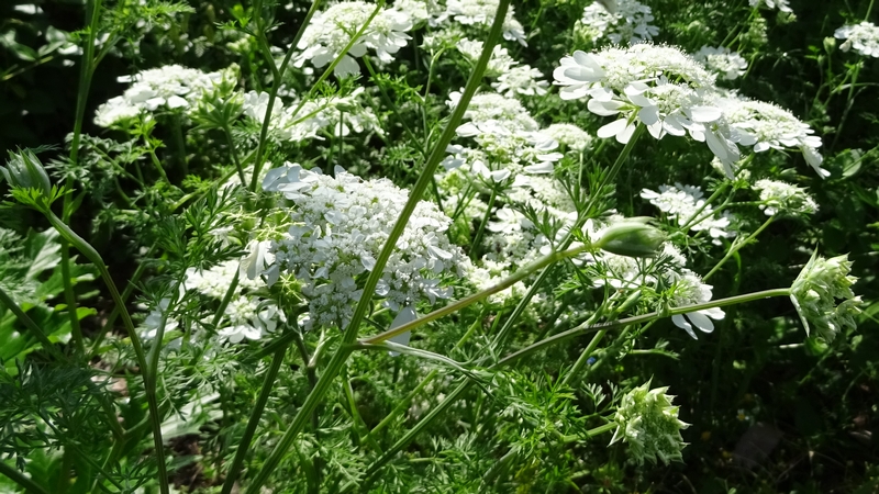 ハナカザリゼリの花 川崎市幸区さいわいふるさと公園