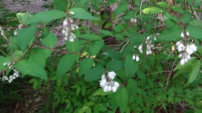 サラサウツギの花 川崎市幸区さいわいふるさと公園