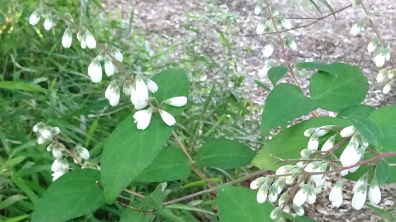 サラサウツギの花 川崎市幸区さいわいふるさと公園