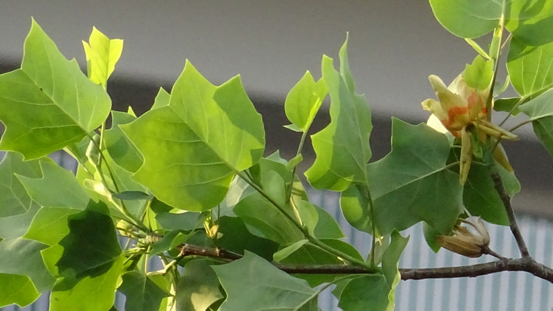 ユリノキの花 川崎市幸区創造のもり