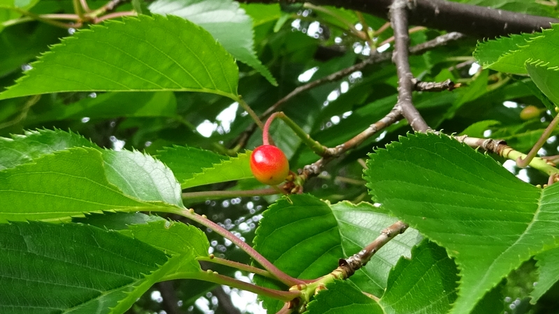 コヒガンザクラの果実 川崎市幸区さいわいふるさと公園
