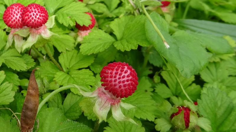 ヘビイチゴの果実 川崎市幸区さいわいふるさと公園