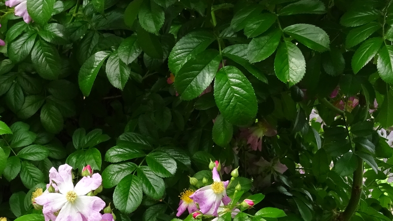 イヌバラの花 川崎市幸区さいわいふるさと公園