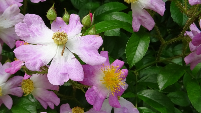 イヌバラの花 川崎市幸区さいわいふるさと公園