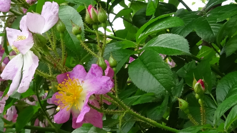 イヌバラの花 川崎市幸区さいわいふるさと公園