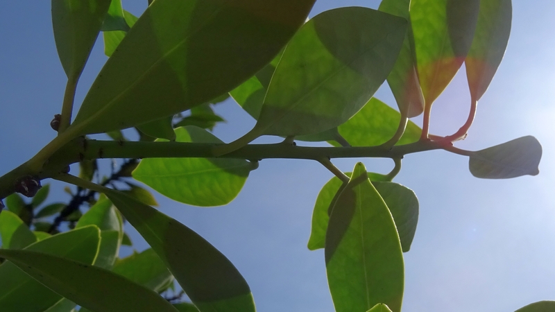 モッコク 川崎市幸区