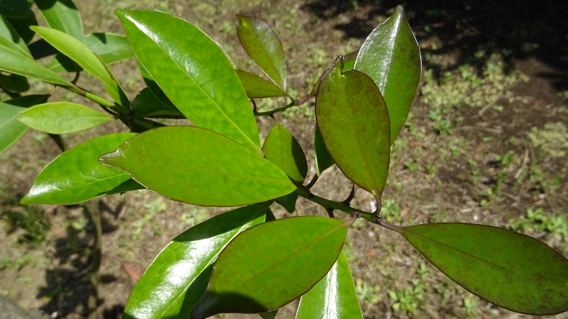 モッコク 川崎市幸区