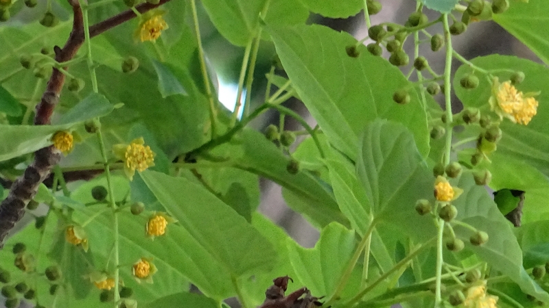 イイギリの花 川崎市幸区さいわいふるさと公園