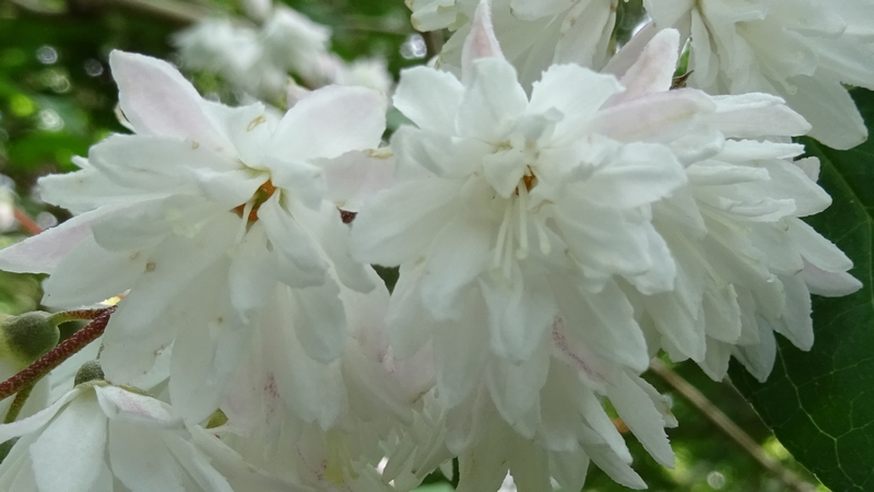 サラサウツギの花 川崎市幸区さいわいふるさと公園