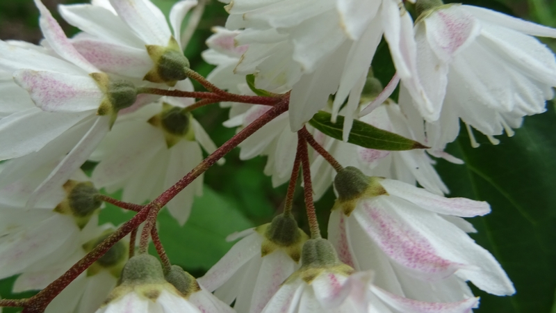 サラサウツギの花 川崎市幸区さいわいふるさと公園