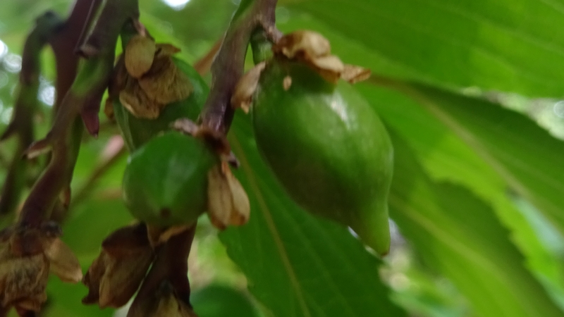 キブシの若い果実 川崎市幸区さいわいふるさと公園