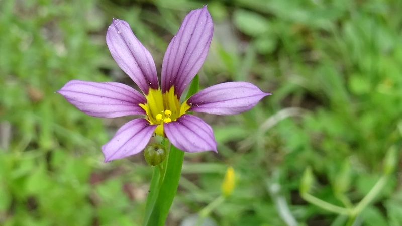ニワゼキショウの花 川崎市幸区