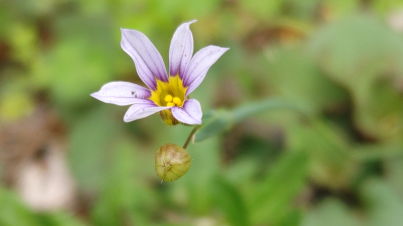 ニワゼキショウの花 川崎市幸区