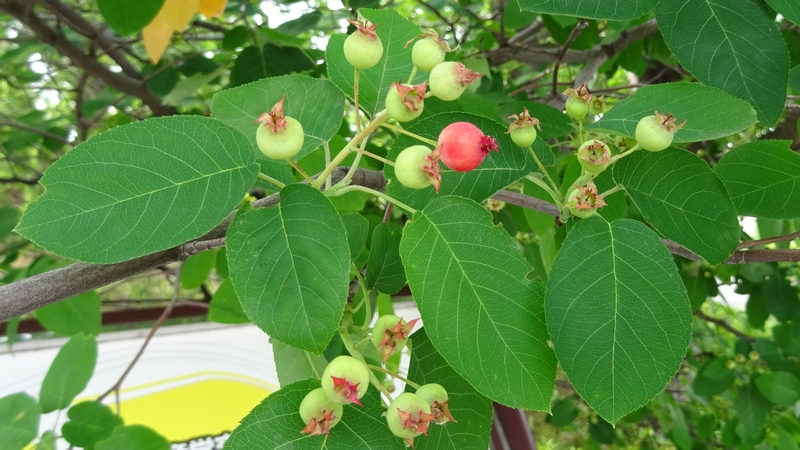 アメリカザイフリボクの果実 川崎市幸区創造のもり