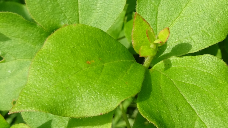 ミツバツツジの若葉 川崎市幸区さいわいふるさと公園