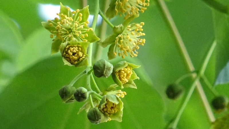 イイギリの花 川崎市幸区さいわいふるさと公園