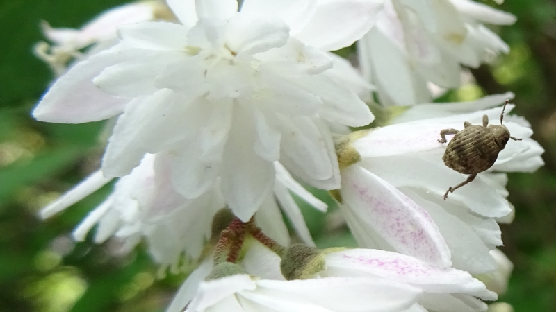 サラサウツギの花のコフキゾウムシ 川崎市幸区さいわいふるさと公園