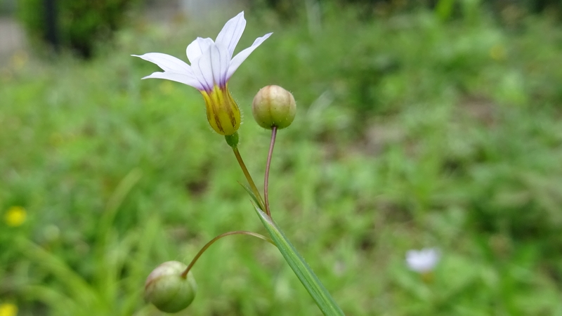ニワゼキショウの花 川崎市幸区