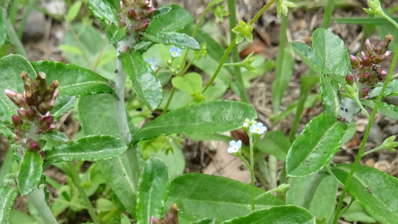 ウスベニチチコグサの花とキュウリグサの花 川崎市幸区