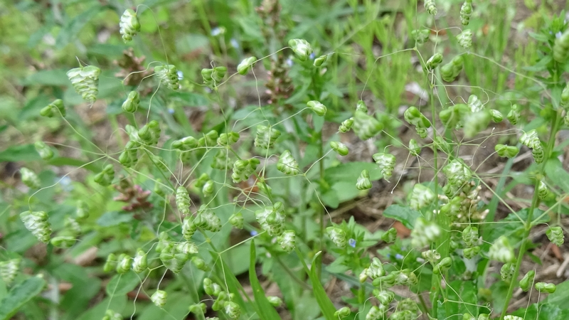ヒメコバンソウの花 川崎市幸区