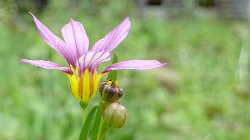 ニワゼキショウの花 川崎市幸区