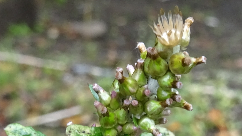ウスベニチチコグサ 川崎市幸区