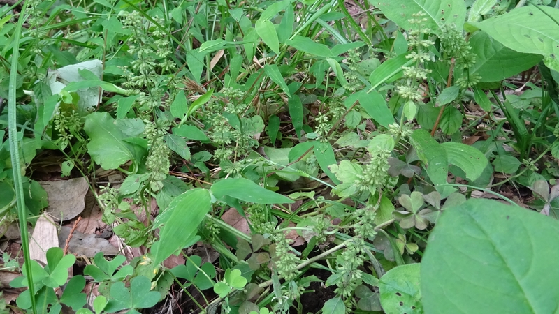 トウバナ 横浜市旭区帷子川親水緑道