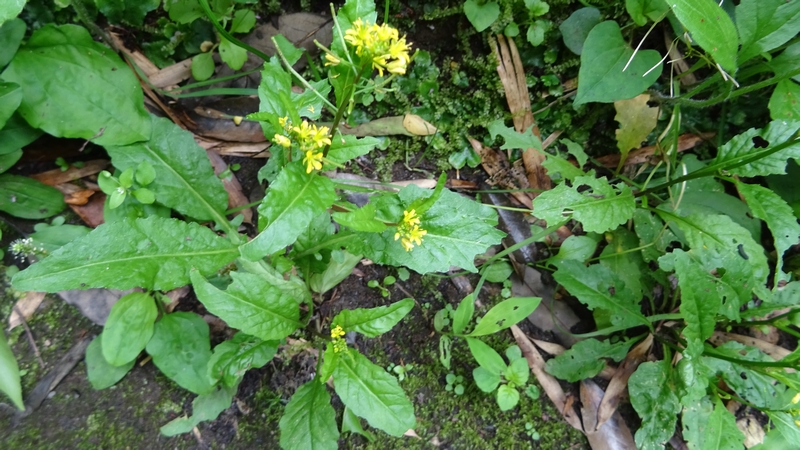 イヌガラシの花 横浜市旭区帷子川親水緑道
