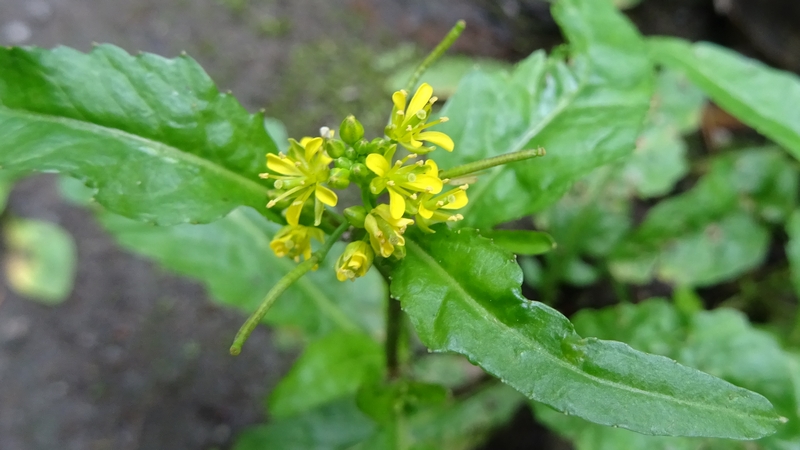イヌガラシの花 横浜市旭区帷子川親水緑道