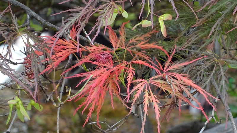 イロハモミジの果実 横浜市旭区白根