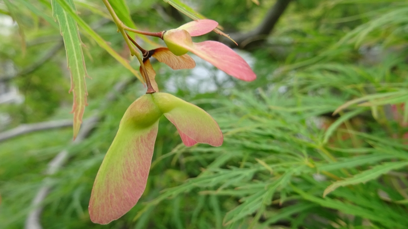 イロハモミジの果実 横浜市旭区白根