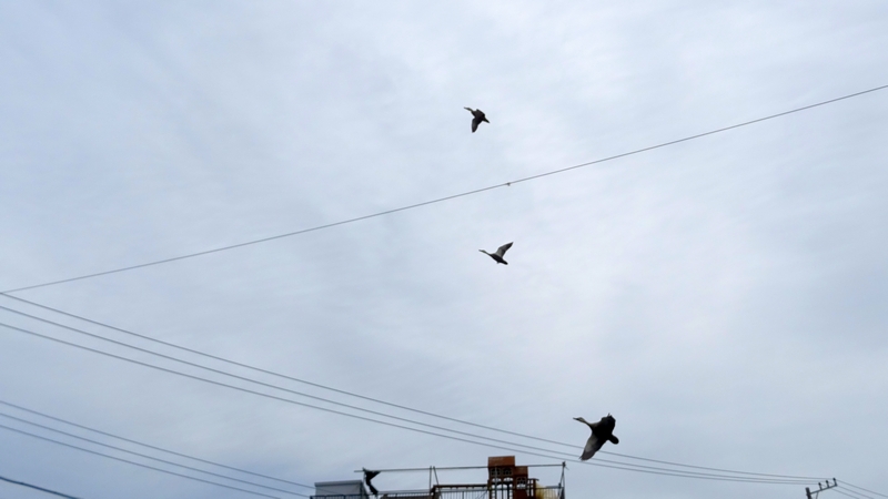 カルガモ 横浜市旭区鶴ヶ峰