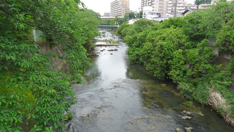 帷子川中流 横浜市旭区鶴ヶ峰