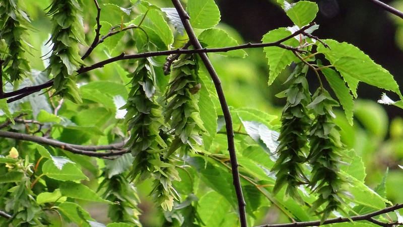 アカシデの果穂 横浜市旭区帷子川親水緑道