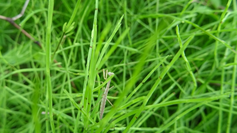 イヌスギナのオオカマキリの幼虫 横浜市旭区鶴ヶ峰