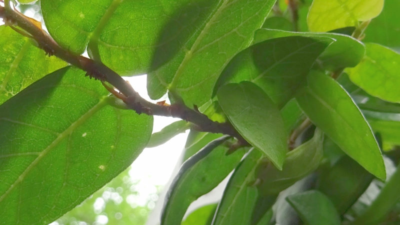 ヒメイタビ 横浜市旭区鶴ヶ峰鶴ヶ峰公園