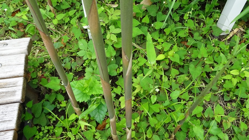 ヤダケの若芽 横浜市旭区鶴ヶ峰本町畠山重忠公碑