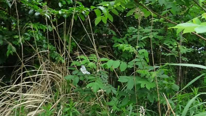 白化型のアカボシゴマダラ 横浜市旭区鶴ヶ峰本町