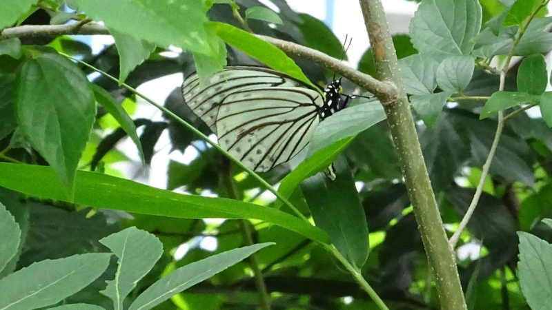 白化型のアカボシゴマダラ 横浜市旭区鶴ヶ峰本町