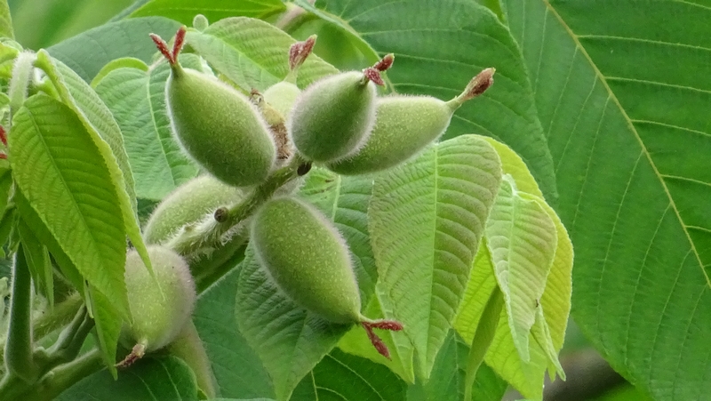 オニグルミの若い果実 横浜市旭区今宿南町